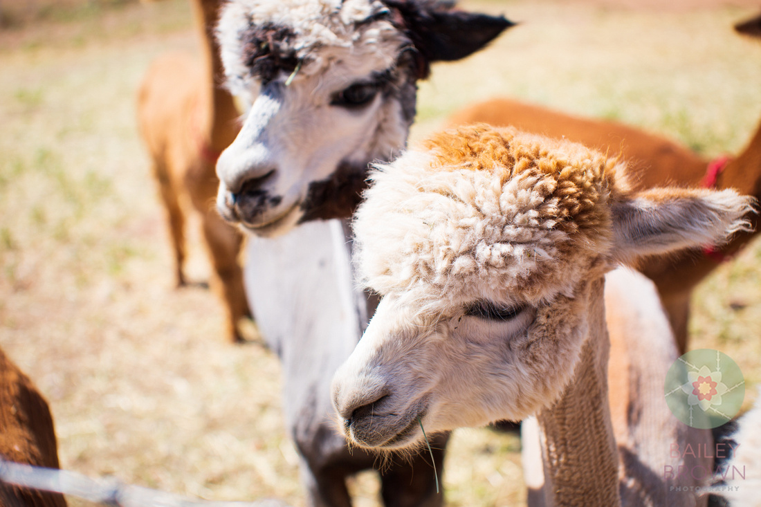 Plum Creek Alpacas