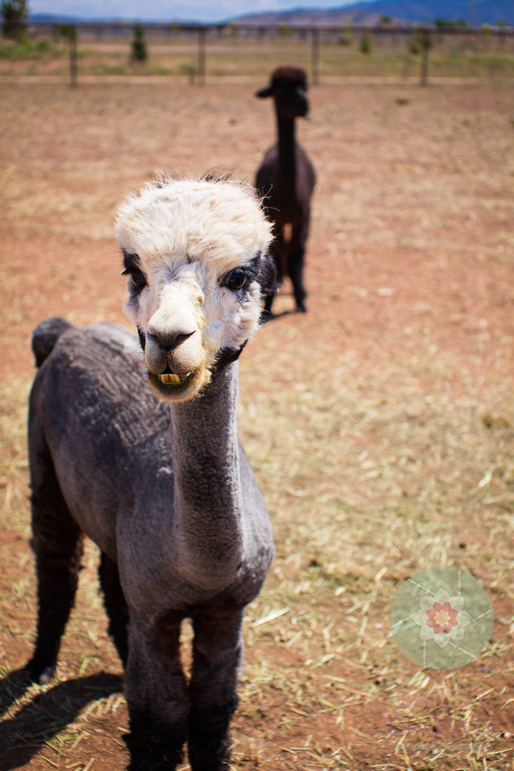 Plum Creek Alpacas